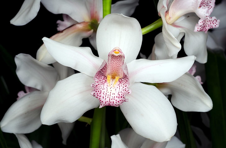 white and pink moth orchid flower, orchid, flower, snow-white, branch, close-up, HD wallpaper