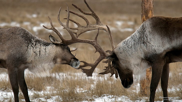 Woodland Caribou, Yukon, Animals, HD wallpaper