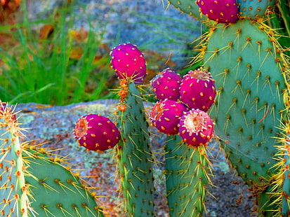 Blooming Cactus ดอกไม้บานต้นกระบองเพชรธรรมชาติและภูมิทัศน์, วอลล์เปเปอร์ HD HD wallpaper
