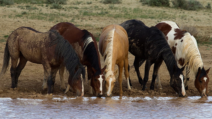 lima kuda, kuda, binatang, Wallpaper HD