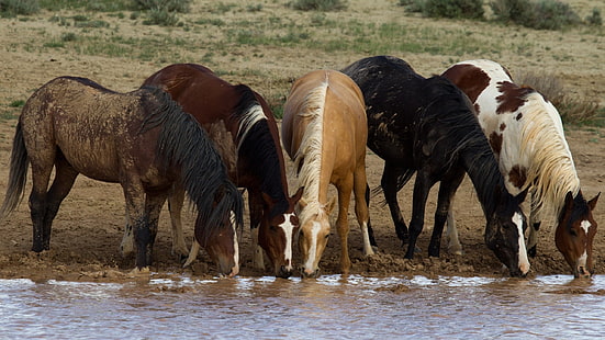 fem hästar, häst, djur, HD tapet HD wallpaper