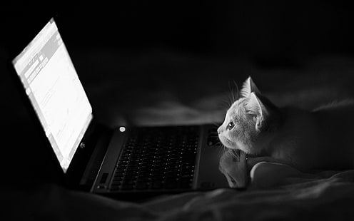 The hacking Cat, grayscale photo of cat looking at the laptop's monitor, HD wallpaper HD wallpaper