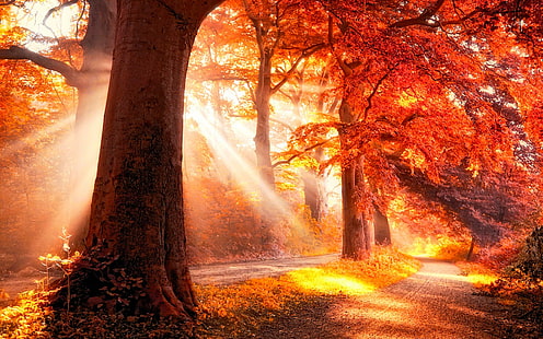 Hutan Musim Gugur Surgawi, hutan, sinar matahari, musim gugur, jalan, alam, dan lanskap, Wallpaper HD HD wallpaper