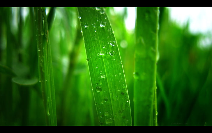nature, landscape, grass, water drops, plants, HD wallpaper