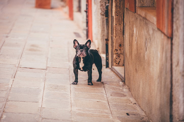 yetişkin siyah Boston terrier, fransız bulldog, köpek, sokak, HD masaüstü duvar kağıdı