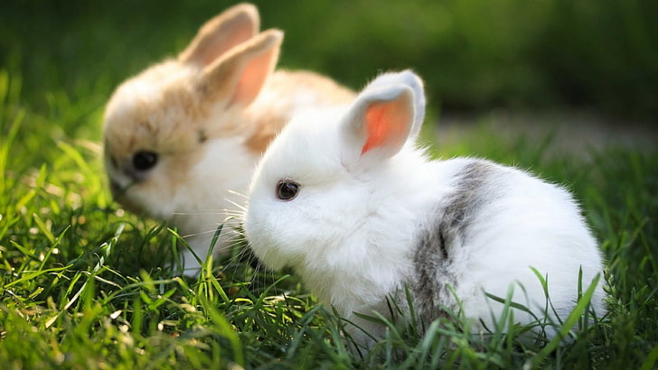 rabbit, bunny, mammal, angora, cute, animal, fur, easter, hare, rodent, pets, fluffy, domestic, pet, furry, ear, sitting, HD wallpaper