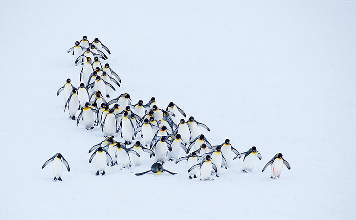 4k, musim dingin, penguin, salju, Wallpaper HD