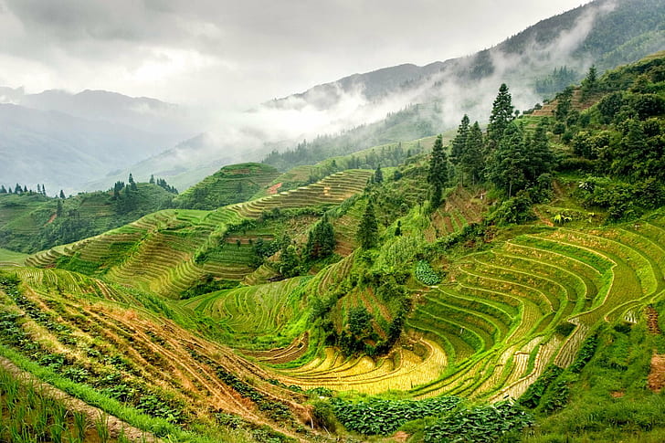 rice terraces view, guilin, longsheng, guilin, longsheng, Guilin, Longsheng, rice terraces, view, China, Photo, fans, Wow, top, f75, COTC, Global, Backpackers, mountain, asia, agriculture, nature, terraced Field, hill, rural Scene, farm, rice Paddy, tea Crop, landscape, field, outdoors, rice - Cereal Plant, valley, cultures, HD wallpaper