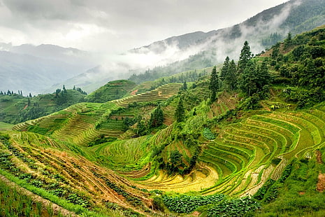 rice terraces view, guilin, longsheng, guilin, longsheng, Guilin, Longsheng, rice terraces, view, China, Photo, fans, Wow, top, f75, COTC, Global, Backpackers, mountain, asia, agriculture, nature, terraced Field, hill, rural Scene, farm, rice Paddy, tea Crop, landscape, field, outdoors, rice - Cereal Plant, valley, cultures, HD wallpaper HD wallpaper