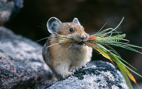 Tiere, Hamster, Pika, Pflanzen, HD-Hintergrundbild HD wallpaper