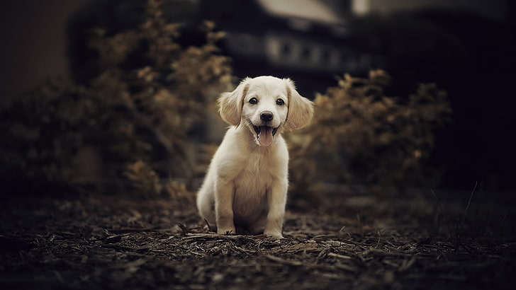 cachorro de pelo corto blanco y negro, perro, animales, Fondo de pantalla HD
