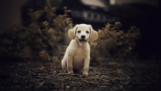 cachorro de pelo corto blanco y negro, perro, animales, Fondo de pantalla HD HD wallpaper