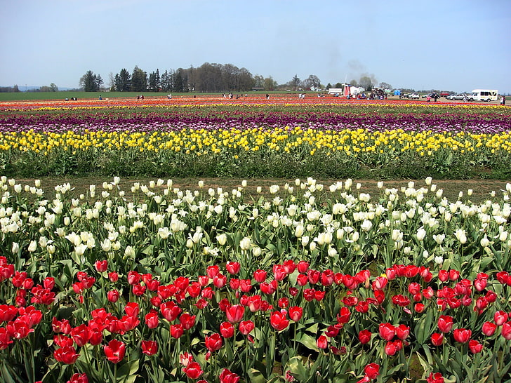 assorted-color petaled flowers, tulips, flowers, plantation, many, people, HD wallpaper