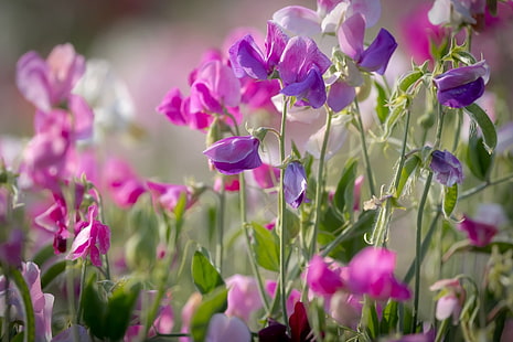 花、花、自然、紫色の花、スイートピー、 HDデスクトップの壁紙 HD wallpaper