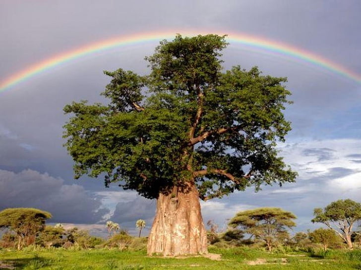 arbol, arco, baobab, iris, naturaleza, solitario, HD-Hintergrundbild