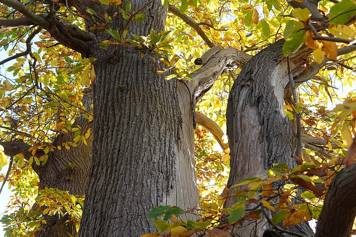 chestnut tree, autumn light, bark, leaves, HD wallpaper