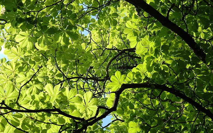 branch, chesnut, forest, green, limbs, nature, sunlight, trees, HD wallpaper