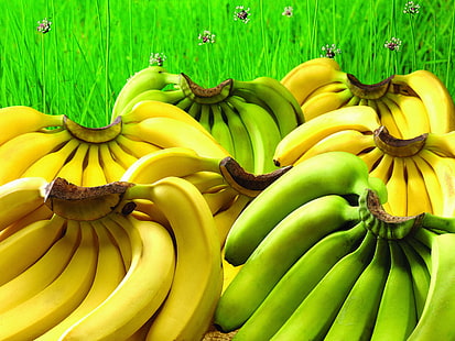 cacho de bananas, banana, cacho, mãos, HD papel de parede HD wallpaper