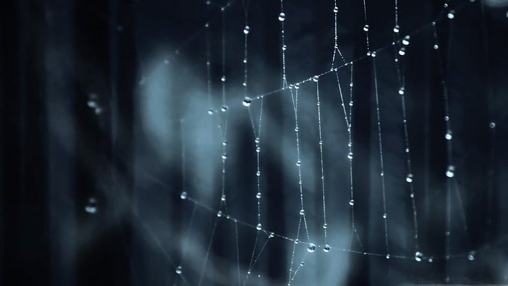 pajęczyna, selektywna fotografia fokusowa pajęczyny z kroplami wody, pajęczyny, przyroda, makro, krople wody, Tapety HD