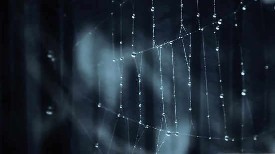 spindelnät, selektiv fokusering av spindelnät med vattendroppar, spindelnät, natur, makro, vattendroppar, HD tapet HD wallpaper