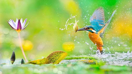 bird, common kingfisher, kingfisher, wildlife, fishing, fish, beak, lotus, lotus flower, HD wallpaper HD wallpaper