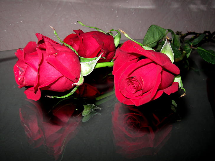 day, flowers, red, reflection, roses, valentine 039 s, HD wallpaper