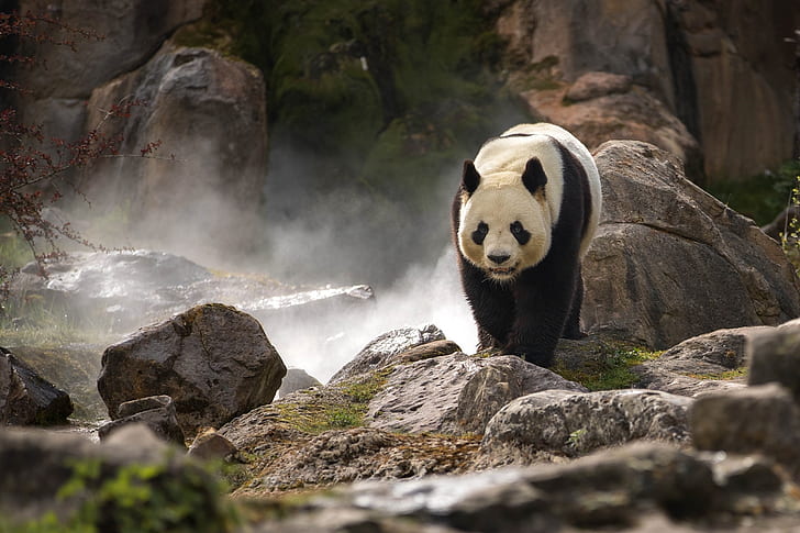 stones, rocks, Panda, zoo, bamboo bear, HD wallpaper