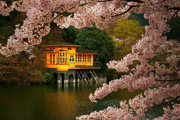 braunes und orange Haus, Kirschblüte, Bäume, Frühling, See, Blumen, Japan, Natur, Landschaft, Rosa, Gold, Grün, HD-Hintergrundbild