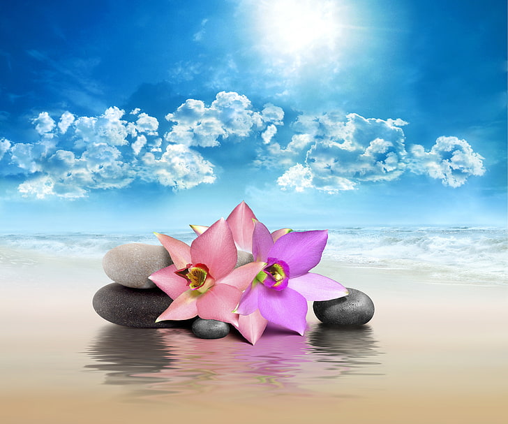 rosa und lila Blumen, Meer, der Himmel, Blumen, Natur, Steine, Himmel, Badekurort, Felsen, HD-Hintergrundbild