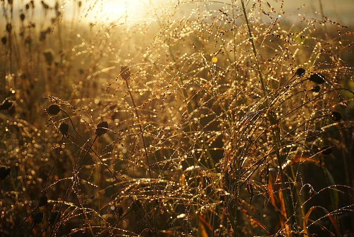 photograph of brown plants during sunset, Fields of gold, photograph, brown, plants, sunset, sparkle, morning dew, pure Michigan, early autumn, nature, summer, meadow, field, sunlight, grass, outdoors, backgrounds, yellow, plant, HD wallpaper