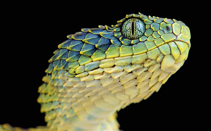 snake reptiles animals macro lizard scales, HD wallpaper