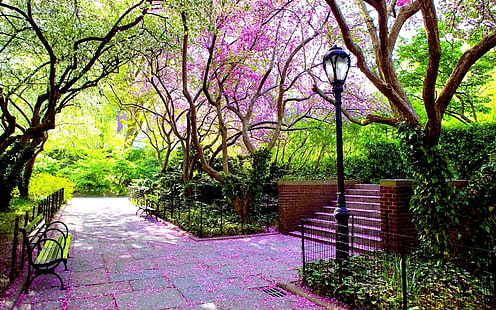Trees Park Bench HD, pohon hijau dan merah muda, alam, pohon, taman, bangku, Wallpaper HD HD wallpaper