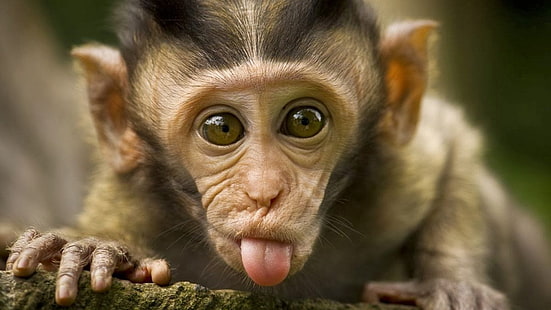 animals, monkey, primate, orangutan, chimpanzee, ape, capuchin, mammal, outdoors, macaque, langur, HD wallpaper HD wallpaper