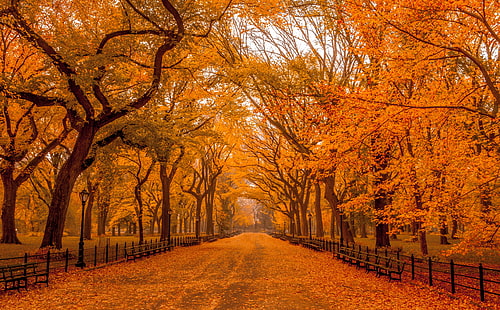Piękne jesienne krajobrazy świata, pomarańczowe nagie drzewa, pory roku, jesień, pomarańcza, natura, liście, krajobrazy, Manhattan, liście, listopad, jesienne liście, newyorkcity, centralpark, centralparkmall, Tapety HD HD wallpaper