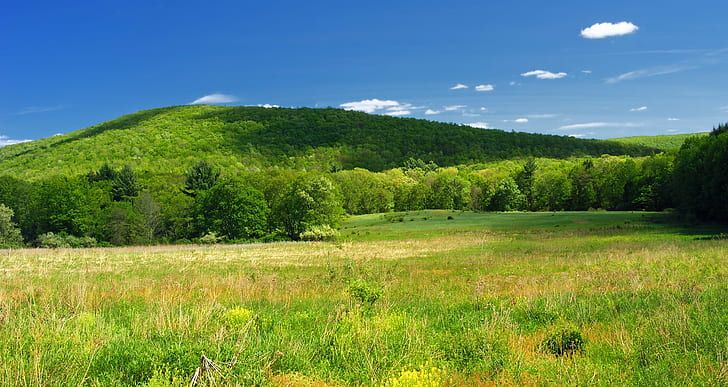green grass with trees and mountain as background, Hillside, green grass, trees, background, Pennsylvania, Luzerne County, Nescopeck State Park, Yeager, Appalachian Mountains, landscape, valley  hill, hill  mountain, field, meadow, sky, clouds, cumulus, spring, creative commons, nature, forest, summer, mountain, grass, tree, green Color, outdoors, hill, blue, rural Scene, scenics, HD wallpaper