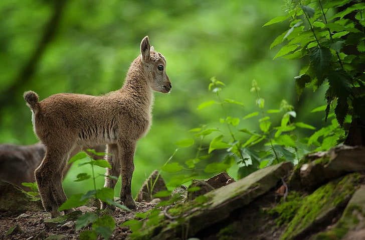 สัตว์สีน้ำตาลแพะเด็กต้นไม้ป่าหญ้า, วอลล์เปเปอร์ HD