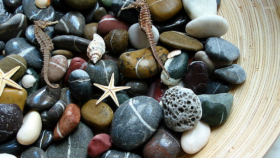 Камни и ракушки, ракушки, камни, галька, природа, пляж, морские звезды, фотография, океан, морской конек, природа и пейзажи, HD обои HD wallpaper