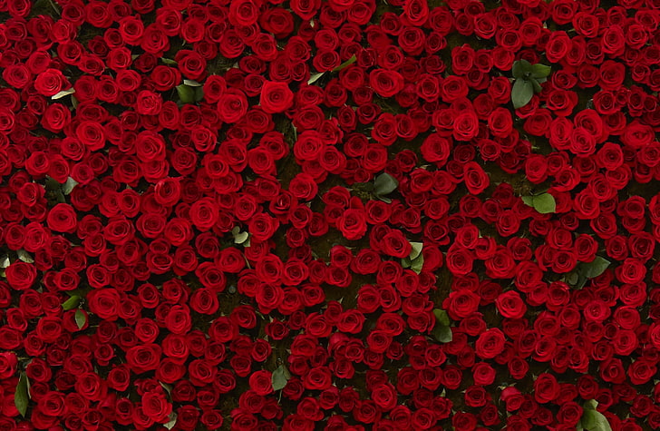 Molte rose rosse, fiori con petali rossi, amore, fiore, bella, fiori, rosa, presente, romanticismo, romantico, regalo, floreale, fantasia, redroses, fiori, audacemente, Sfondo HD