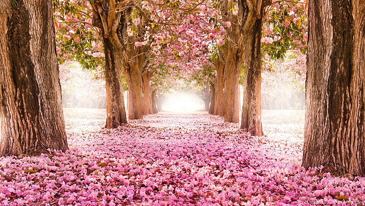 الربيع في اليابان Cherry Blossom 4k Ultra HD Wallpapers لسطح المكتب 3840 × 2160، خلفية HD