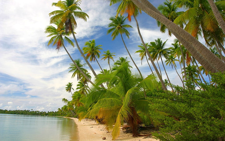 природа, пейзаж, тропически, остров, плаж, Френска Полинезия, море, палми, бял, пясък, облаци, лято, храсти, зелен, HD тапет