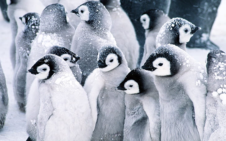 Małe pingwiny, kolonia pingwinów, pingwiny, Tapety HD