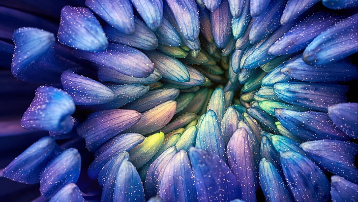 abstract, colorful, photography, flowers, macro, petals, pollen, Christopher Johnson, blue, HD wallpaper