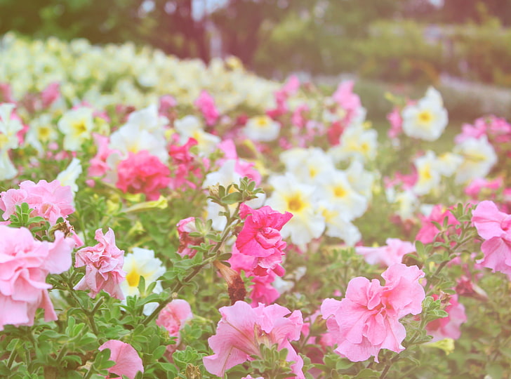Petunias Field, bed of pink and white flowers, Nature, Flowers, Field, Petunias, HD wallpaper