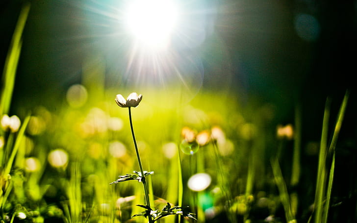 Macro della sfuocatura del fiore di luce solare HD, natura, fiore, macro, luce solare, sfuocatura, Sfondo HD