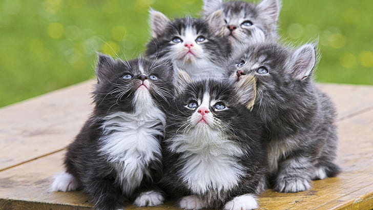 Gatinhos persas, ninhada de gatinho, recém-nascido, persa, gatinhos, animais, HD papel de parede