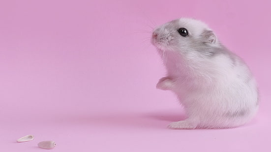 white hamster, hamster, pink, baby, seeds, HD wallpaper HD wallpaper