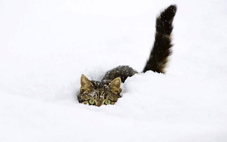 серебряный полосатый кот, кошки, кошка, прячется, снег, полосатый кот, зима, HD обои
