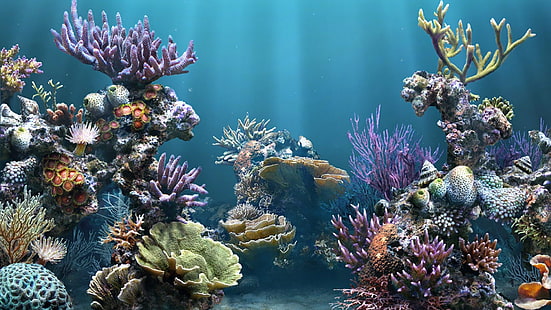 Rafa koralowa, Tapety HD HD wallpaper