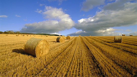 green field, hay, bales, agriculture, summer, HD wallpaper HD wallpaper