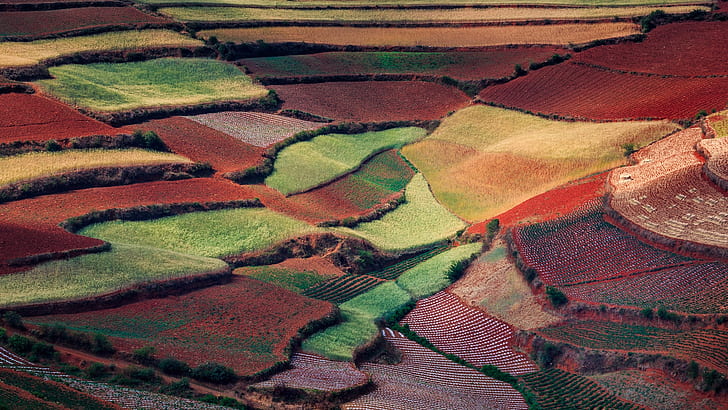 Alam musim semi China, bidang pedesaan, seperti karpet warna-warni, Tiongkok, Musim semi, Alam, Pedesaan, Bidang, Warna-warni, Karpet, Wallpaper HD